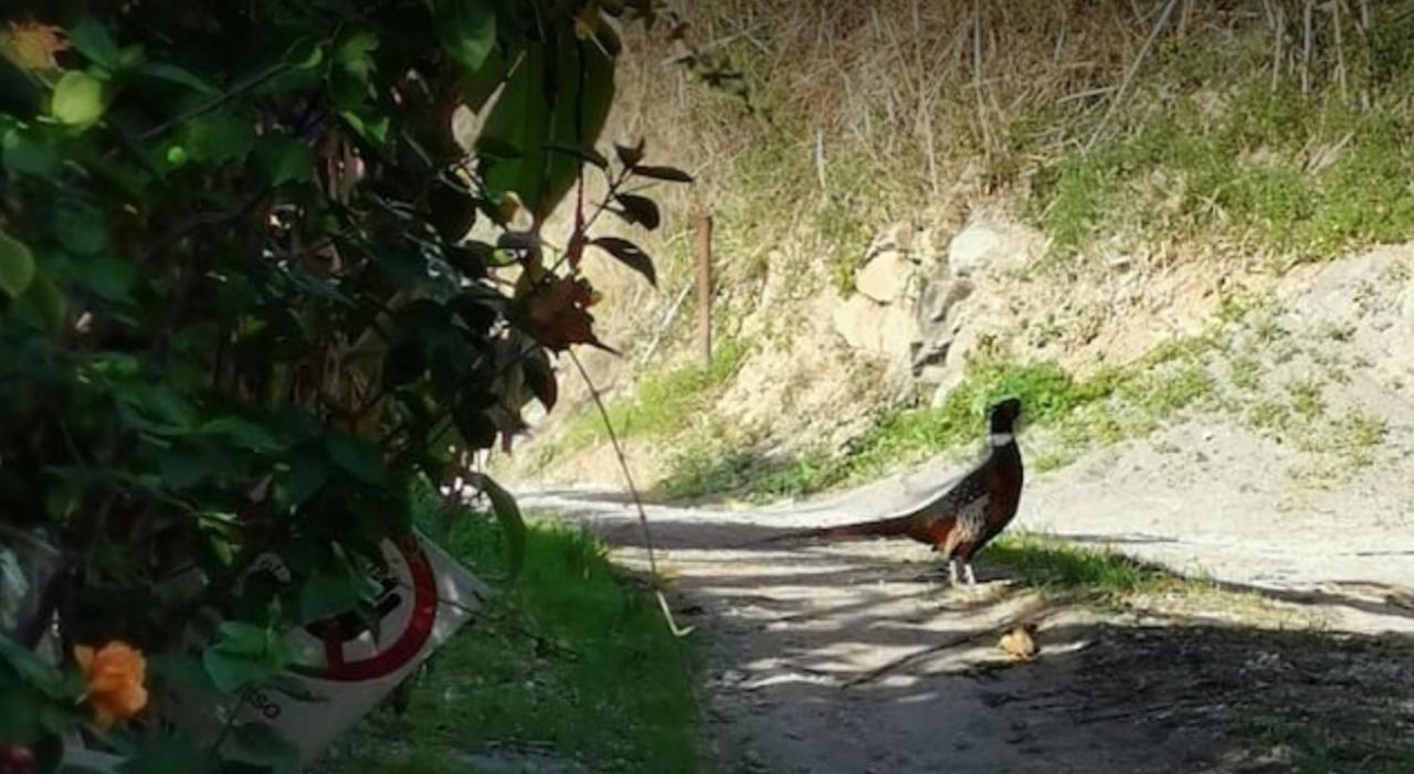 Romantic Casa Lorenzina Affittacamere Ventimiglia Luaran gambar